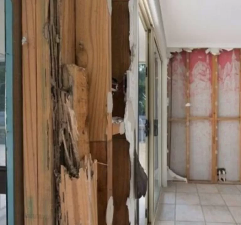 Termite Damage