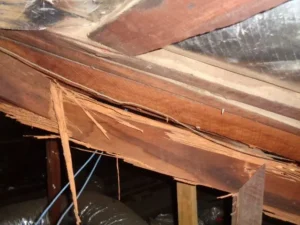 Termite roof frame damage