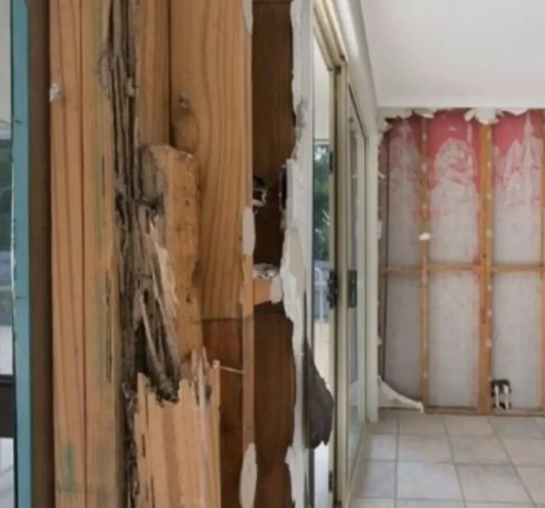 Wall Termite Damage
