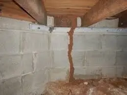 Termites