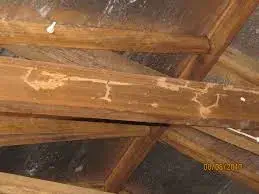 Termites damaging the wall