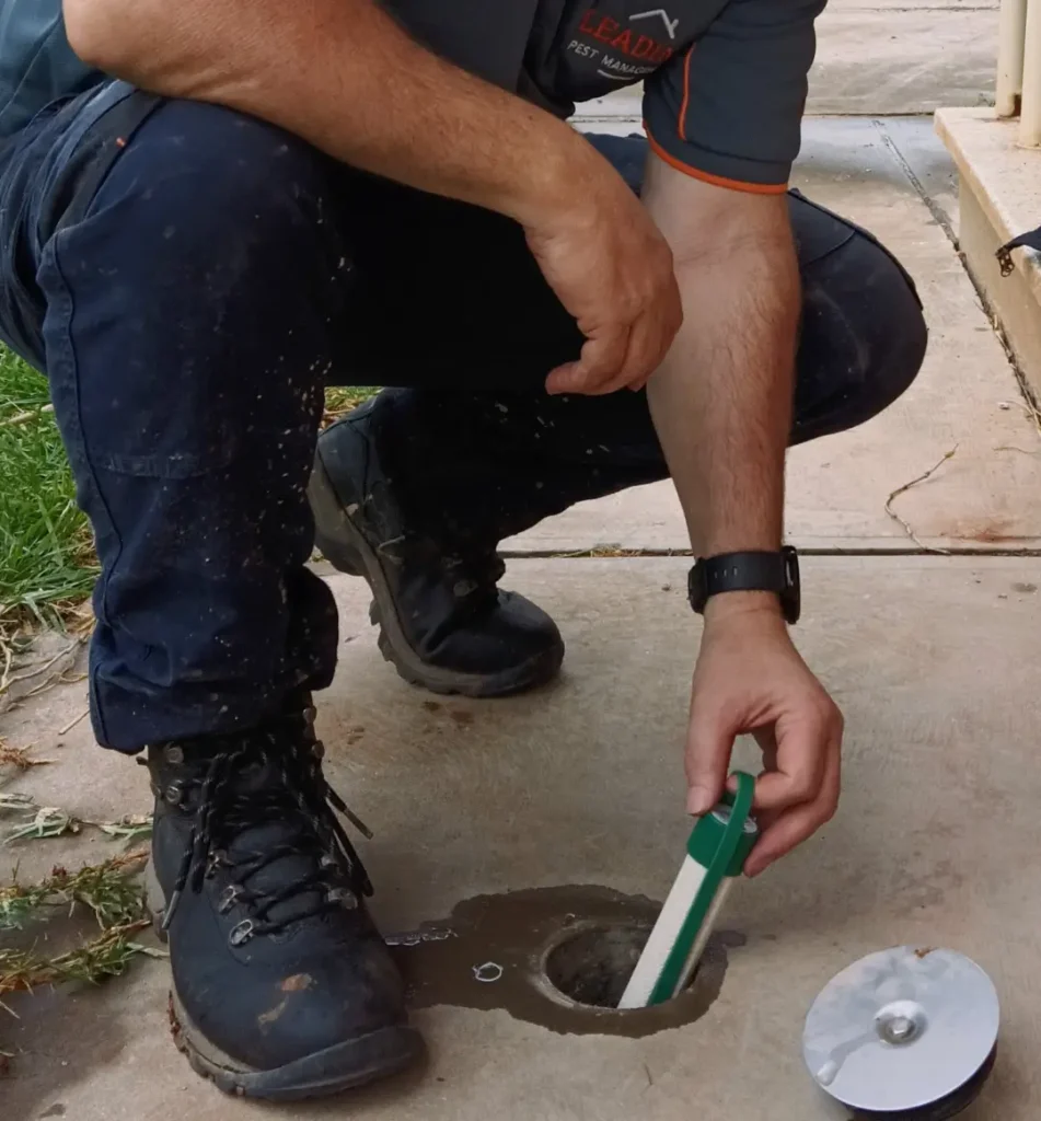 termite inspecting