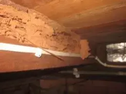 Termites damage