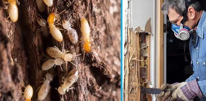 termite timber pest inspections